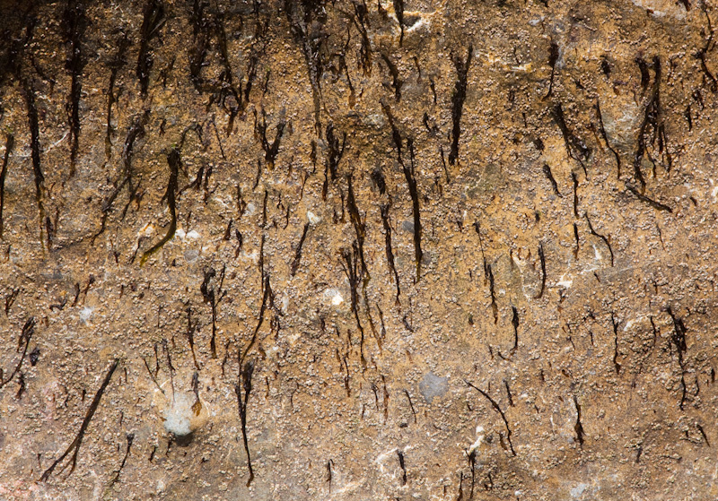 Algae On Rock